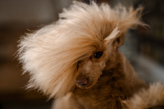 Koliko često kupati psa i koji je najbolji šampon za pse?