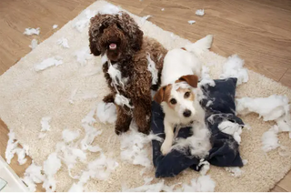 Koliko dugo pas smije biti sam kod kuće? (Vodič za vlasnike pasa)