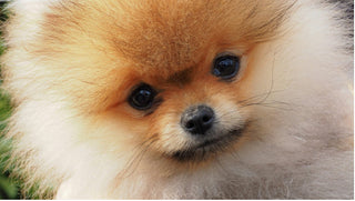 Šišanje pomeranca i gubitak dlake: što trebate znati