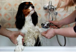 Kako smanjiti linjanje psa? Što stvarno pomaže?