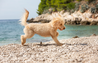 Pet friendly destinacije u Istri