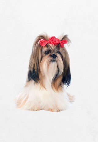 Shih Tzu