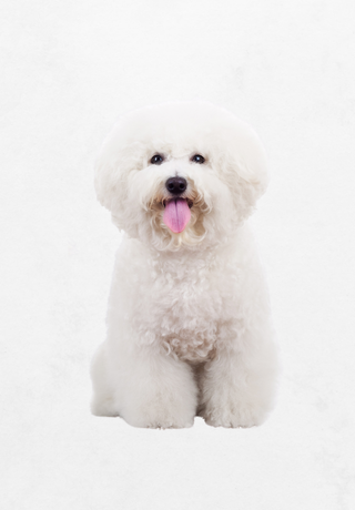 Bichon frise