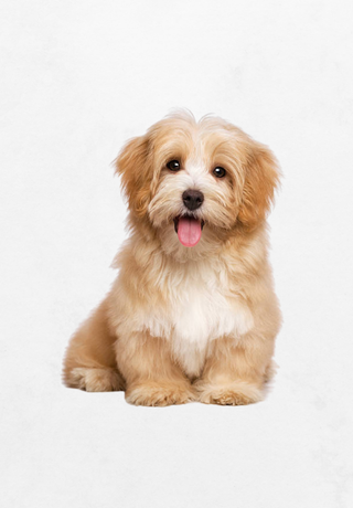 Bichon havanese