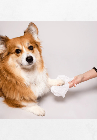 Mokre maramice za pse