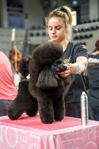 Rezervacija za: Poodle Power Weekend s Gaiom Ferruzzi 11-12.10.2025, Zagreb