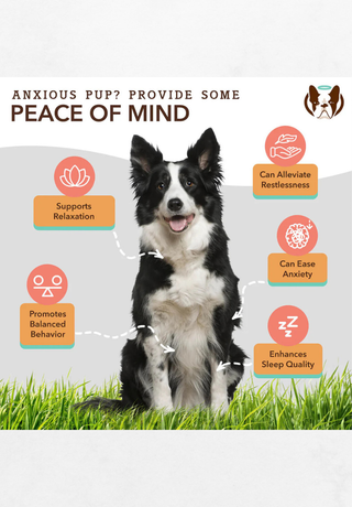 Dodatak prehrani za smirivanje za pse