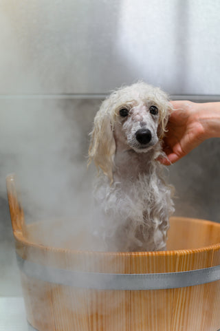 SPa za pse Coccole