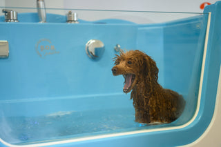 SPA za pse Coccole